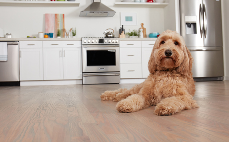 Waterproof Flooring for Pets