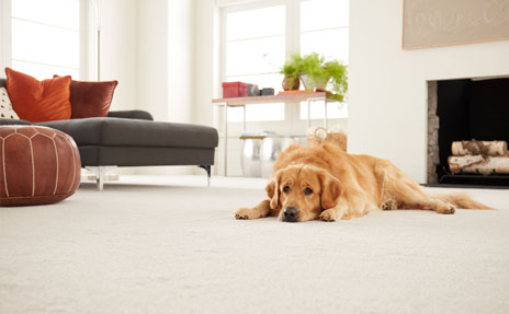 Best Carpet for Pets